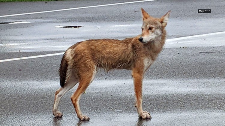 Coyote Reddish Color Cades Cove May 2011