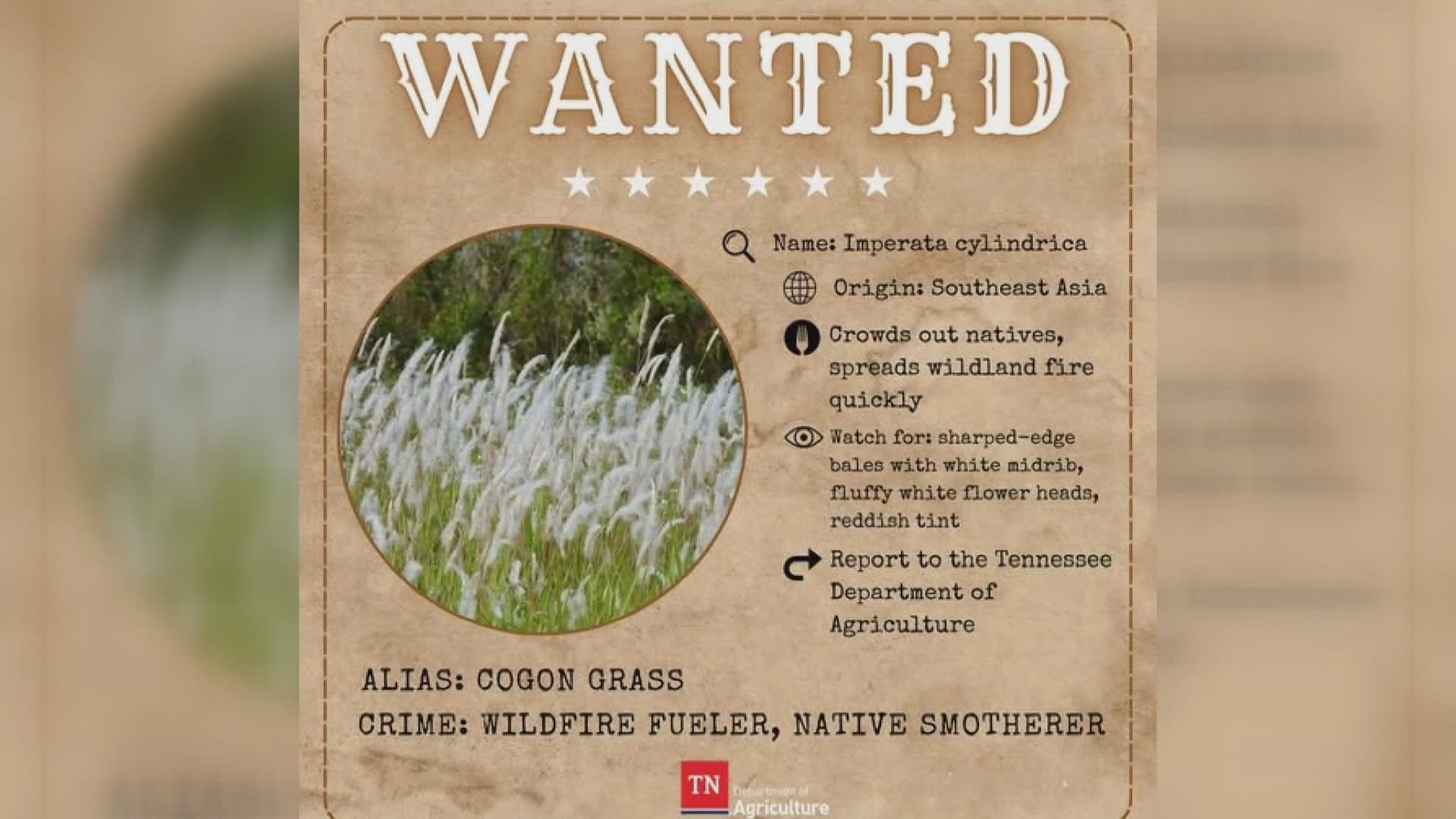 The Tennessee Department of Agriculture posted wanted posters on social media for the state's top five invasive species.