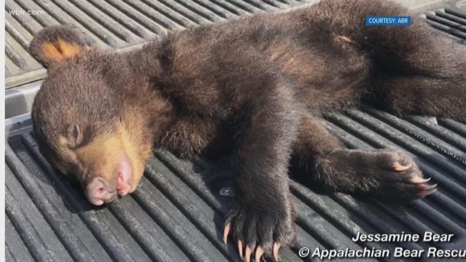 Appalachian Bear Rescue is currently looking after 11 bears, including a new cub that was airlifted from S.C.