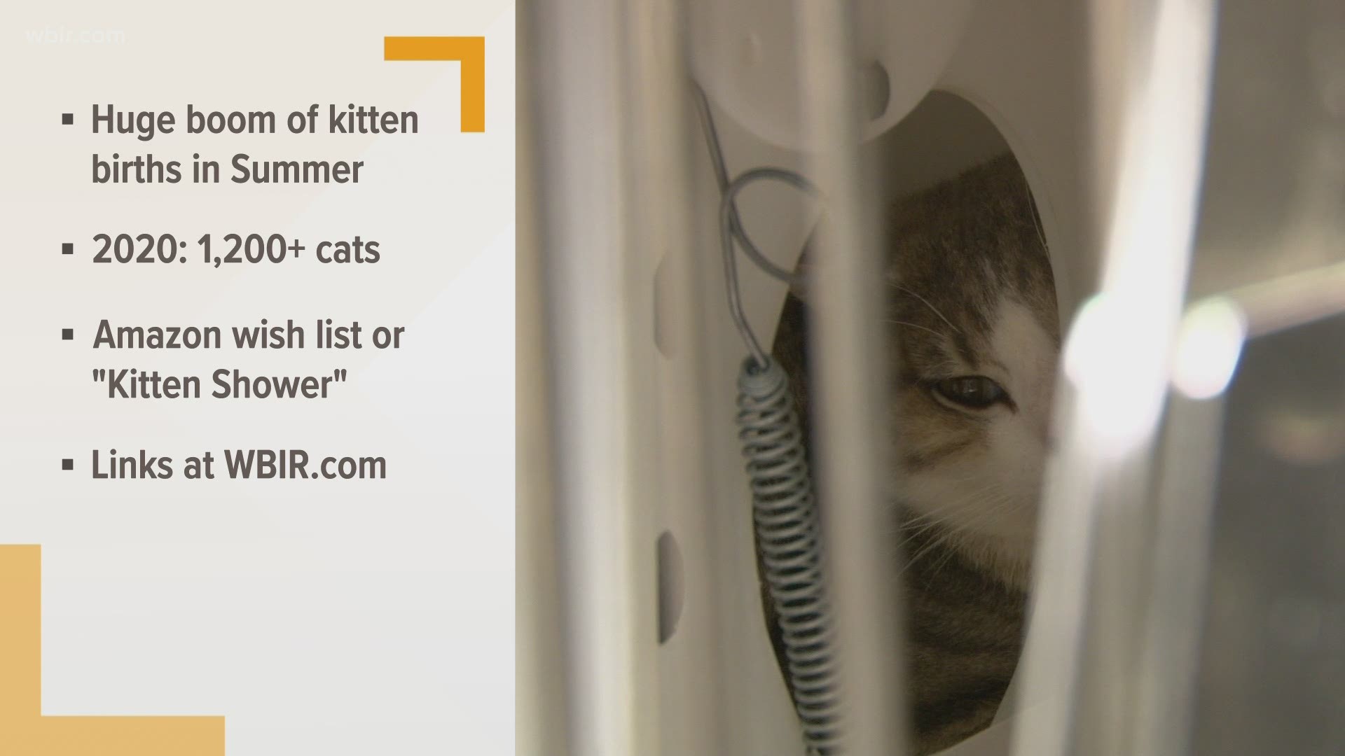 Summer is the time for lots of sun, fun... and kittens! In order to prepare for the yearly kitten boom, YWAC is asking for donations to pay for food and supplies.