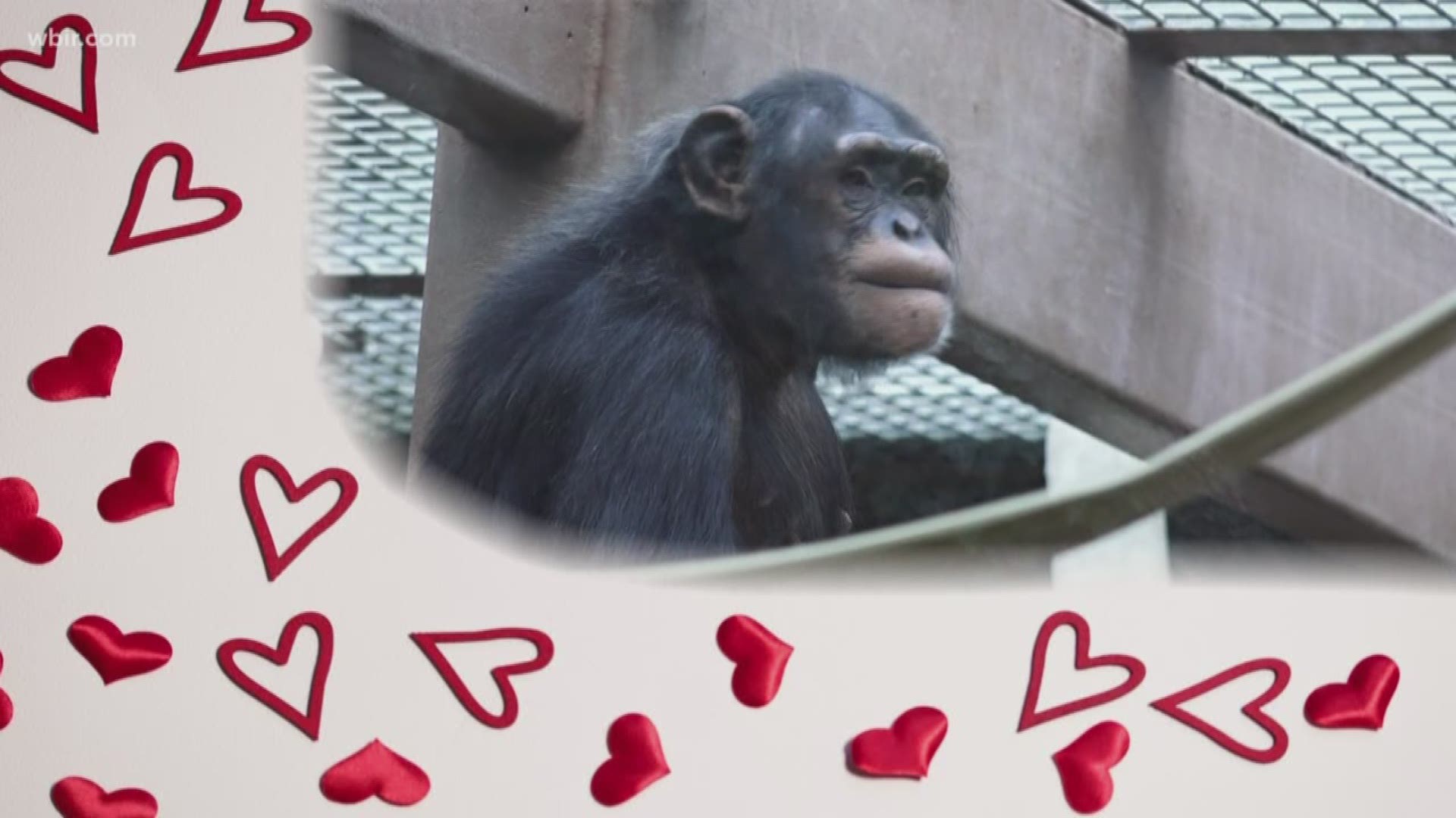 There is an interesting romance budding at Zoo Knoxville. The zoo's most eligible bachelorette is hoping to find her forever love just in time for Valentines Day.