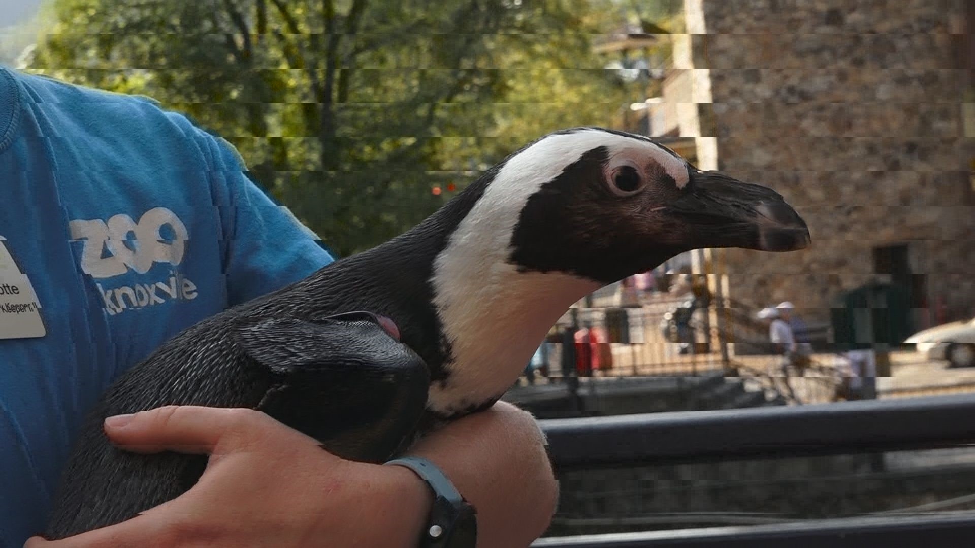 Zoo Knoxville Penguins arrive at their new home in Gatlinburg