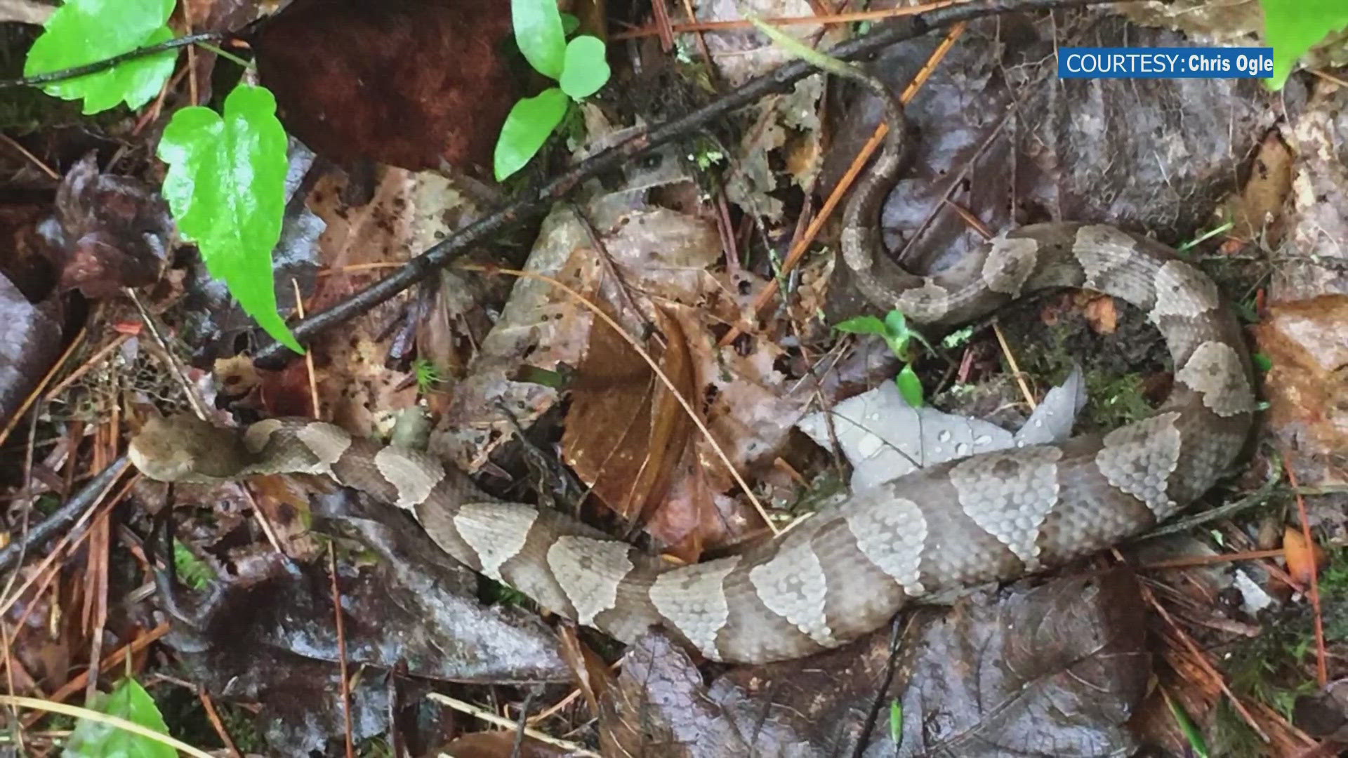 The TVA said more baby copperheads tend to be spotted from October to November and encouraged hikers to watch where they step if they head out into the wilderness.