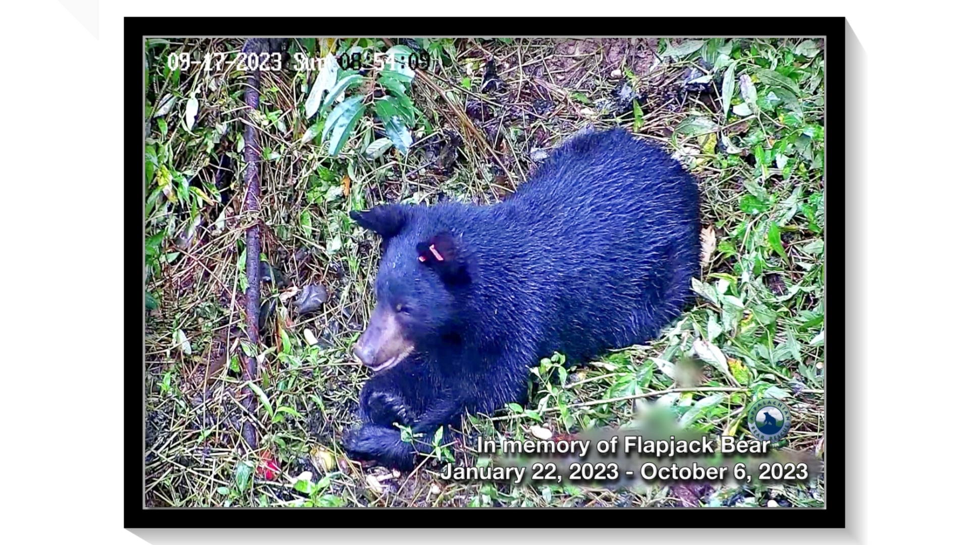 Appalachian Bear Rescue announced Flapjack's death on Saturday. They said the cause of his death was pneumonia in his lungs.