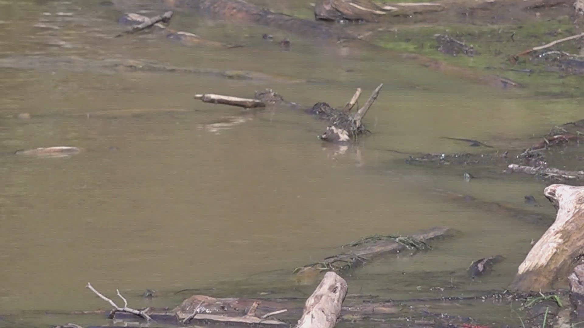 Hurricane Helene threw all kinds of debris into the Tennessee River and in Kingston, some residents have noticed it mixing with the Clinch River.