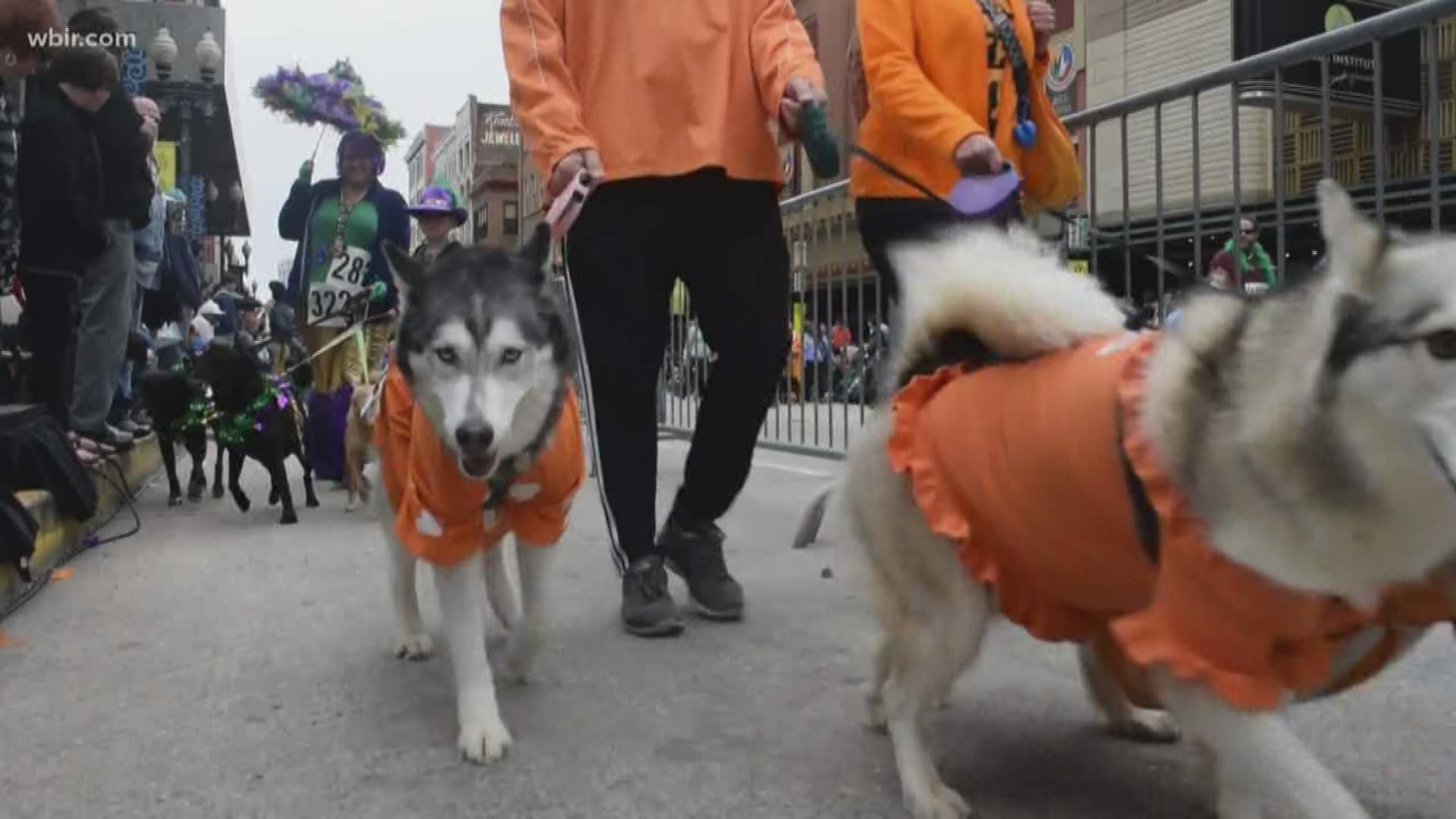 Mardi Growl 2020 parade and pet party on March 7, from11am to 3pm in downtown Knoxville,  mardigrowl.org. Feb. 24, 2020-4pm.