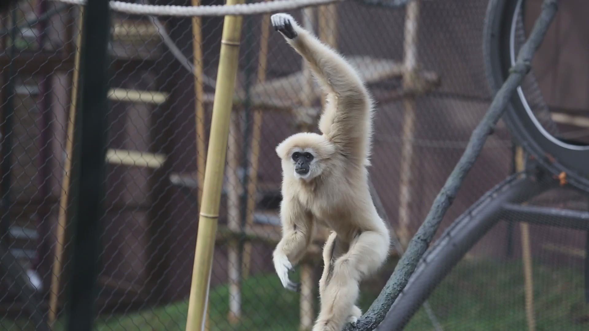 Georgie enjoys swinging through his large enclosure at Zoo Knoxville and interacting with zoo visitors.