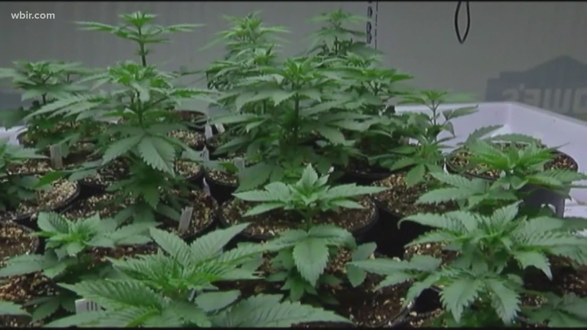 It would ask voters if medical marijuana should be legalized if the bill passes.