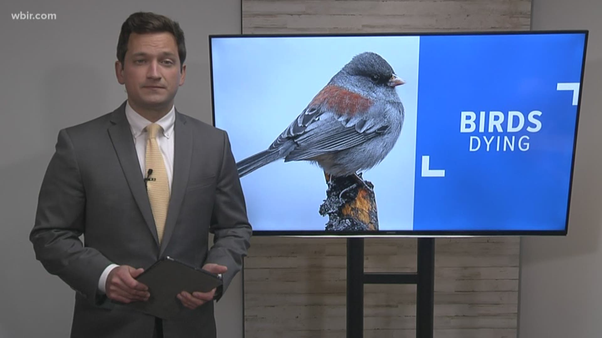 East Tennessee hikers can hear the sounds of all kinds of birds -- but as native bird numbers decrease, those sounds are getting harder to hear.