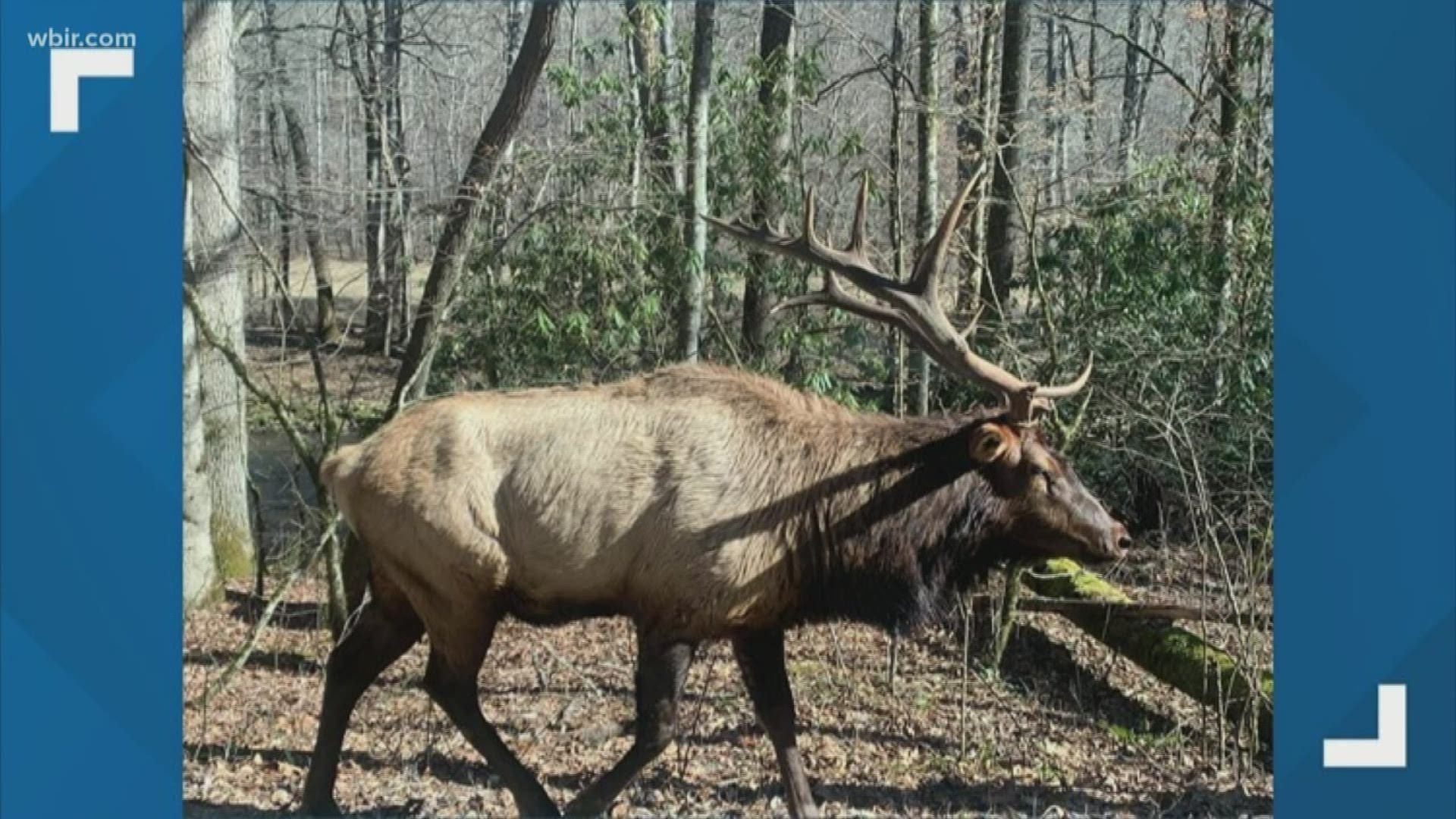 A viewer sent us pictures of an elk herd that crossed the road in the Smokies, causing a traffic jam as they approached cars.