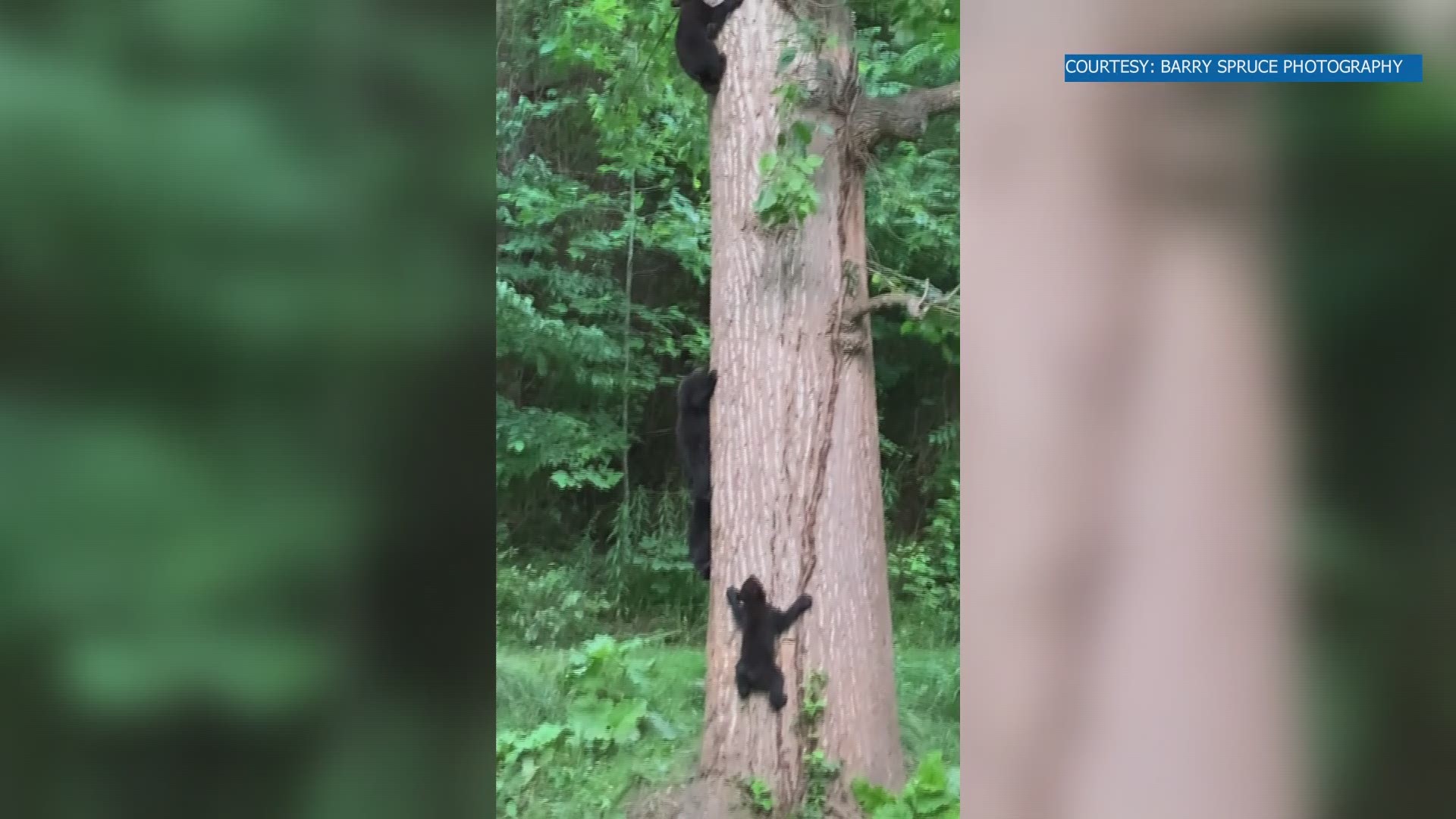 Photographer Barry Spruce spotted a mother bear with 5 cubs in the North Carolina mountains. Bears usually have 2-3 cubs.