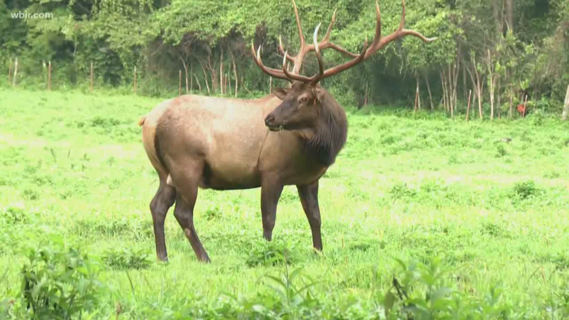 May 31, 2018: Elk from the North Carolina herd have been spotted in the Tennessee side of the Great Smoky Mountains. What makes this sighting unique is the elk took the highest road possible across Newfound Gap.