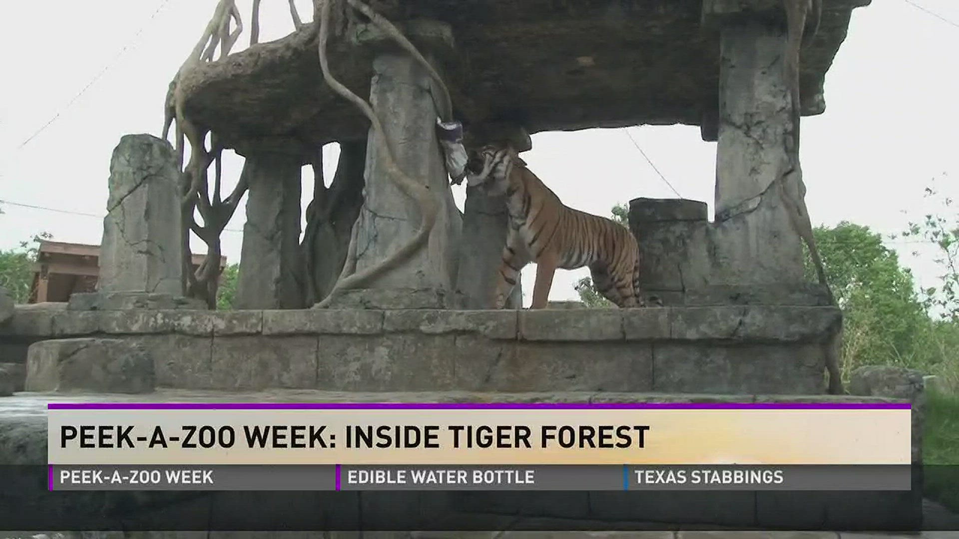 It's Peek-A-Zoo week on 10News! We started the week with a look at Tiger Forest.