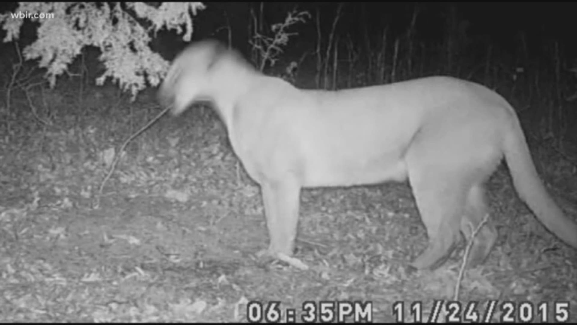 Cougars, alligators, and armadillos are showing up in parts of the state, but it's unlikely they'll ever establish a large population in East Tenn.