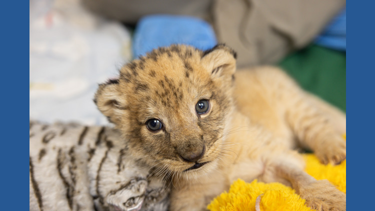 Photos: Lion cub born at Zoo Knoxville | wbir.com