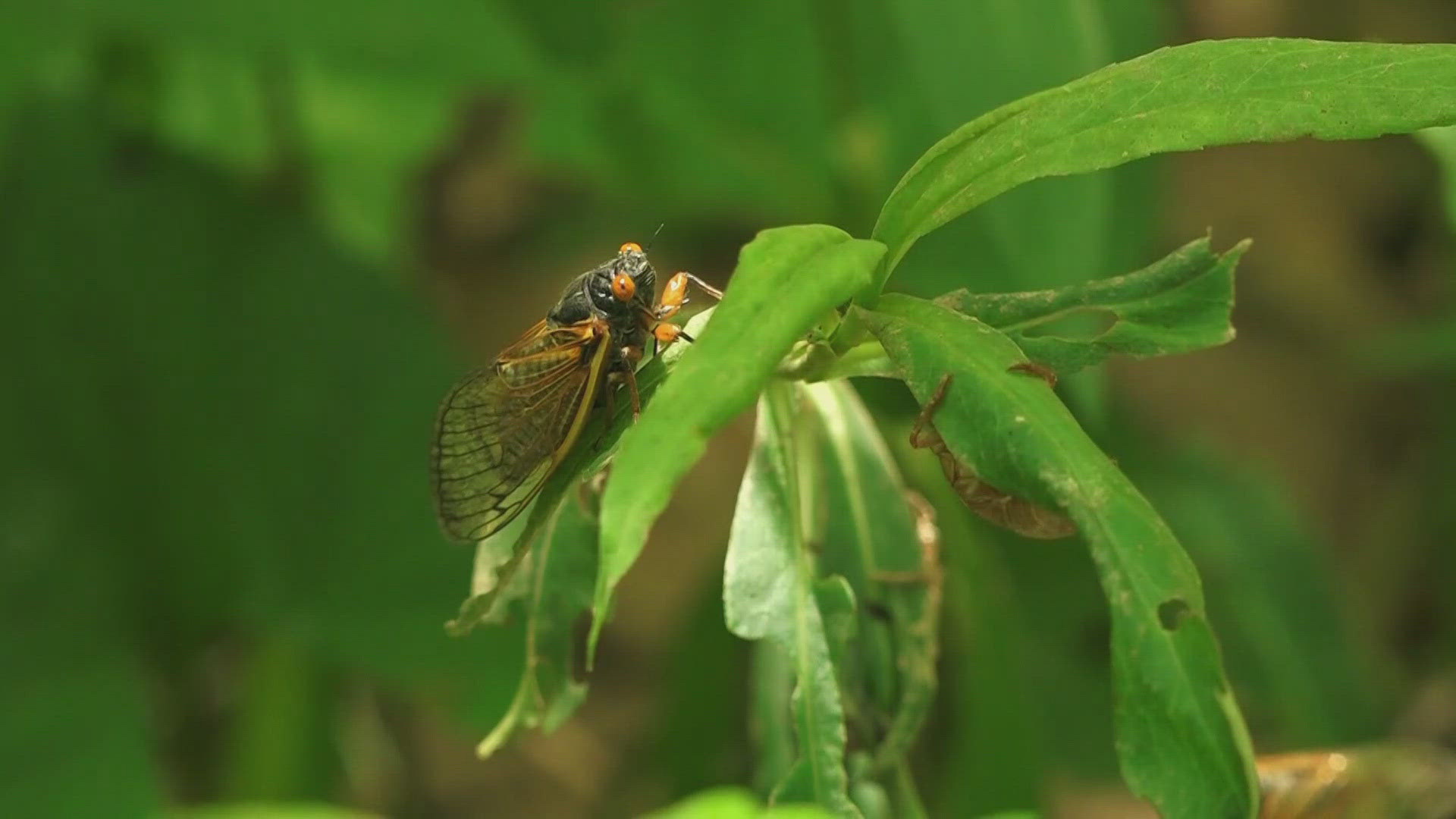 Cicadas may not be pretty and they may be loud, but they are mostly harmless to people.