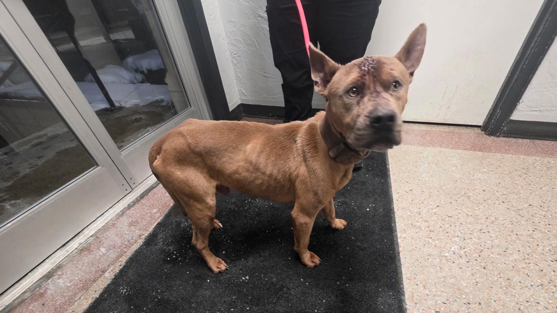 Woman arrested, charged for animal abuse, neglect after investigation ...