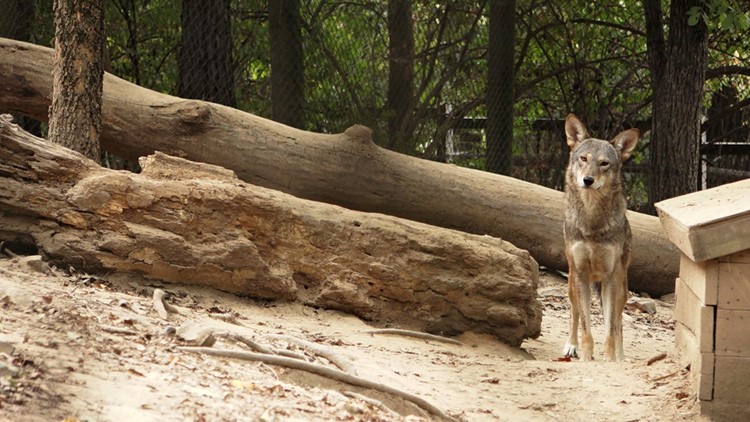 Red Wolf habitat Zoo Knoxville Lone