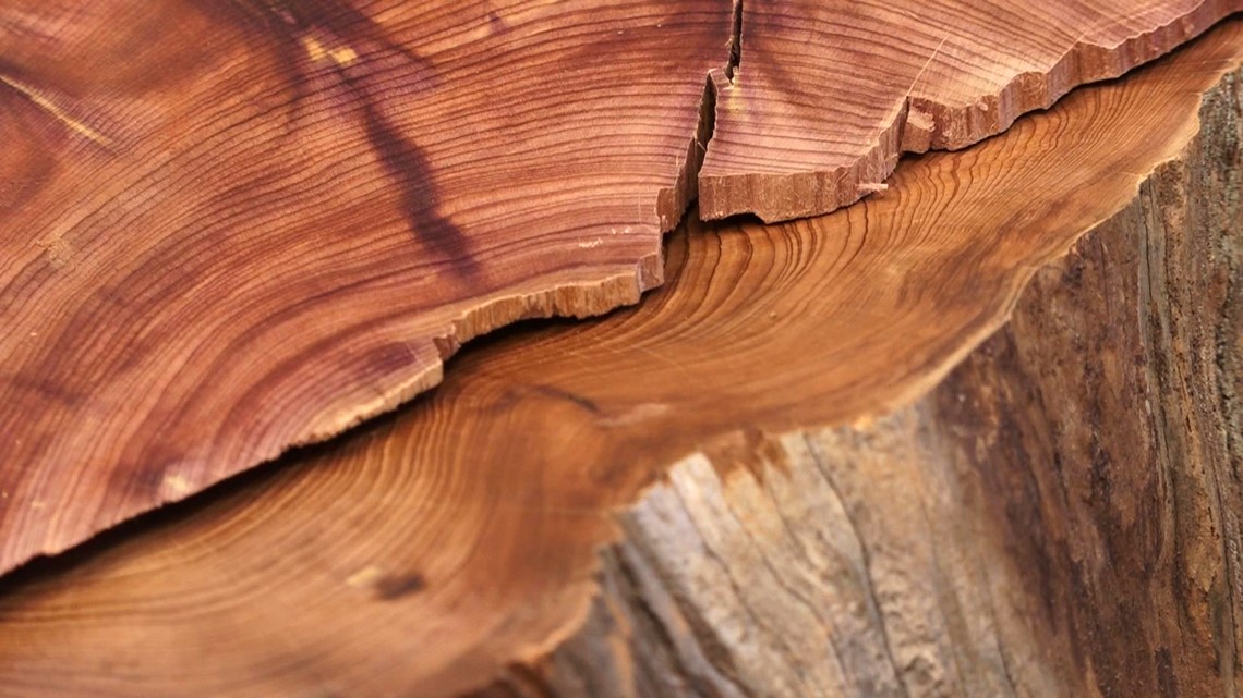 tree rings show history