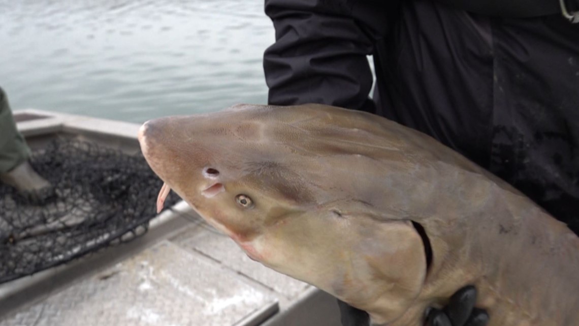 Tennessee’s reintroduce lake sturgeon are finally growing up