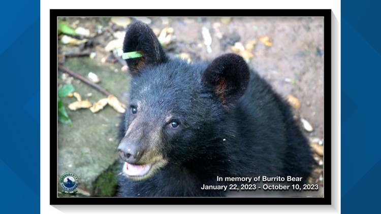 Why Do Bears Play? - North American Bear CenterNorth American Bear