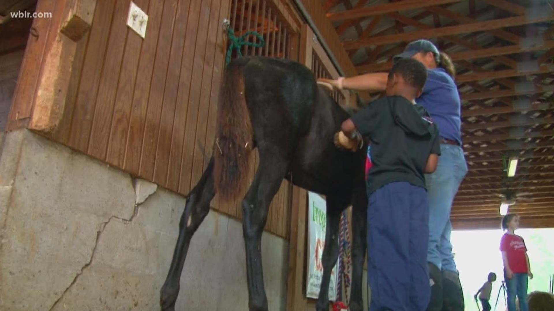A local therapeutic horse farm is now in jeopardy