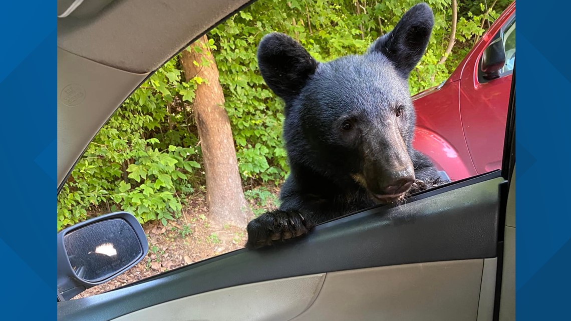 Woman has very close encounter with curious bear in Gatlinburg