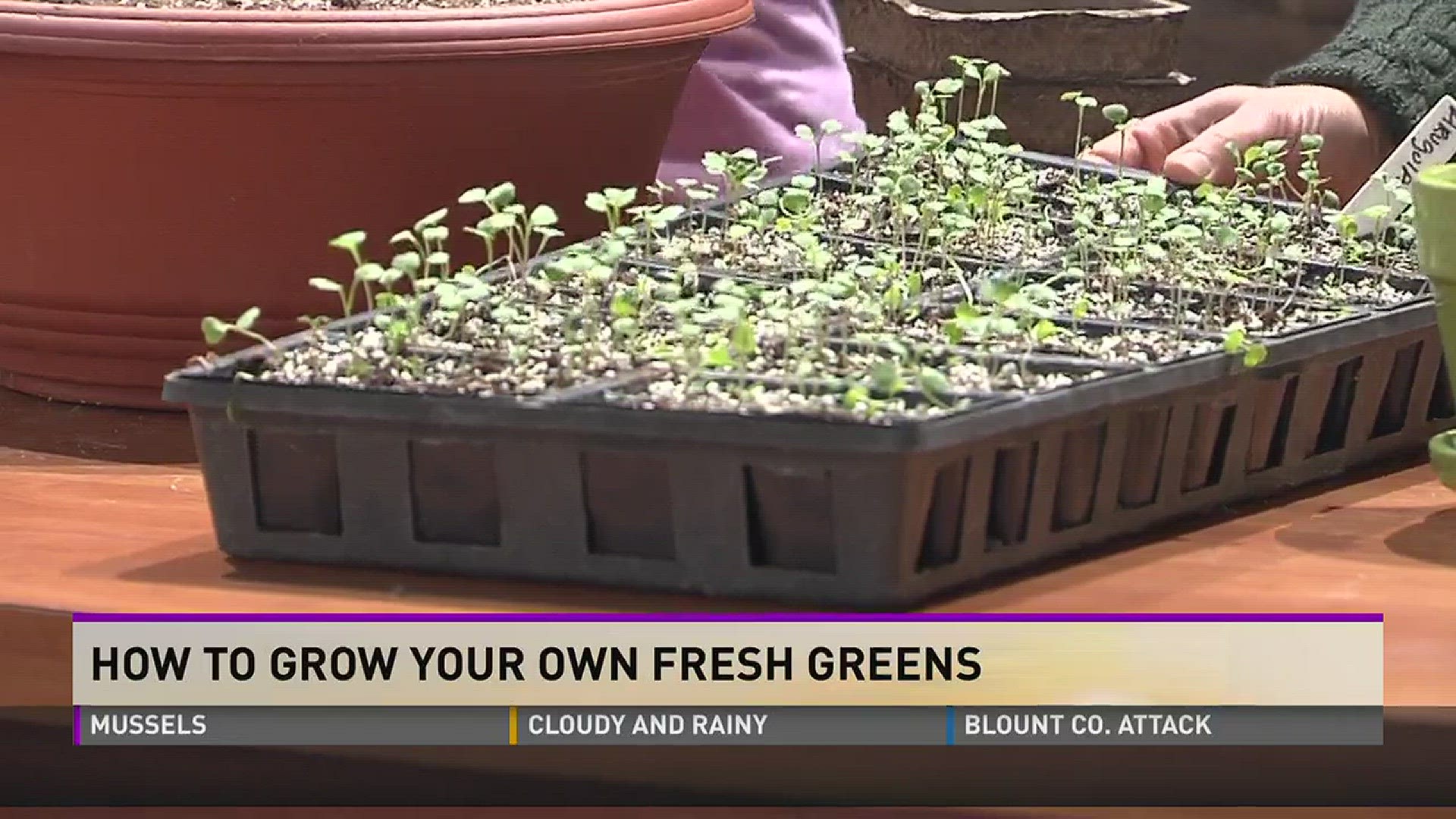How to Grow Your Own Fresh Greens