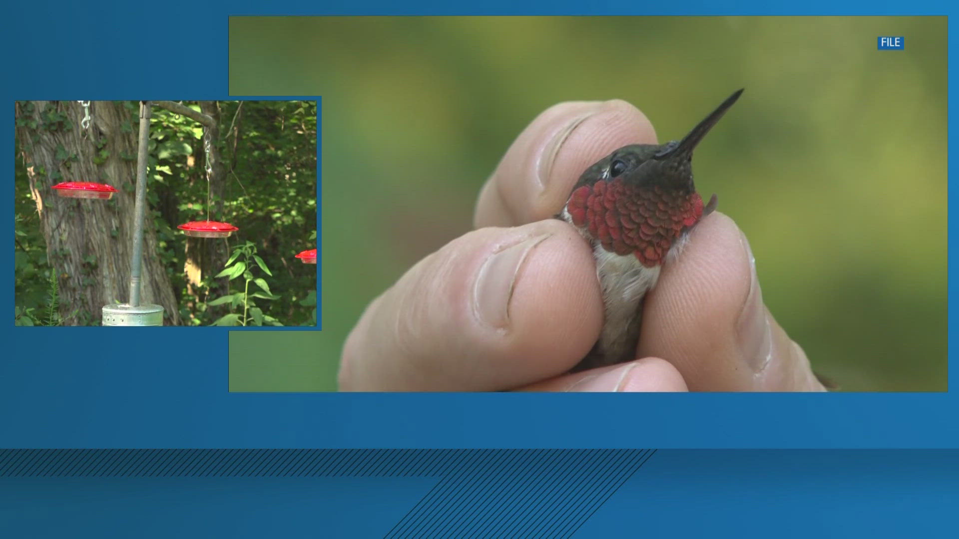 The Ijams Hummingbird Festival will take place from 7 a.m. - 1 p.m. and feature several family-friendly activities.