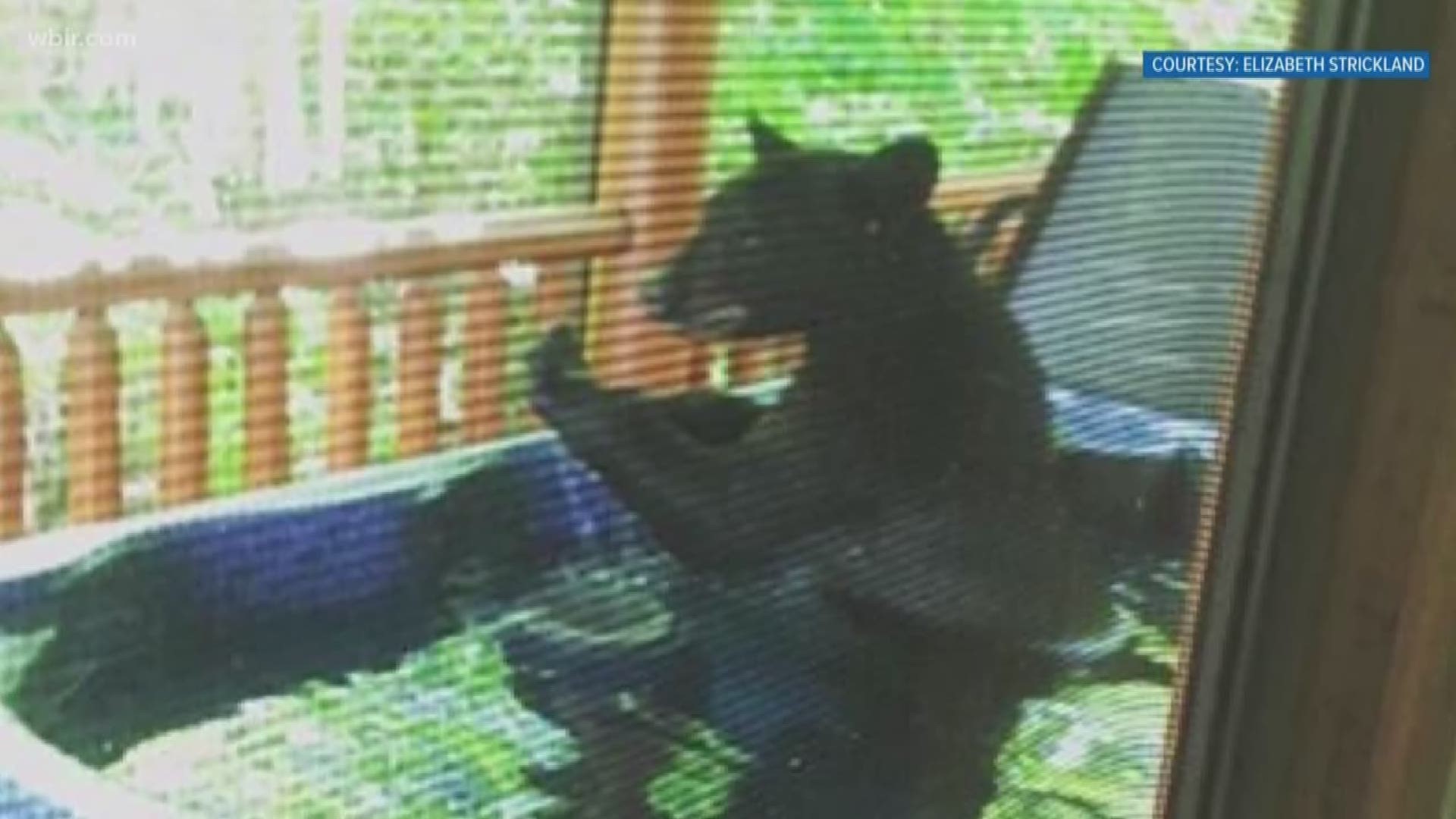 The bear hopped over the railing of a patio, then got into the water for a little dip!
