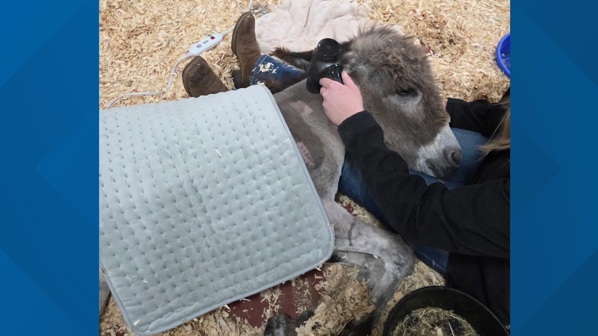'Stand with Olivia' | Rescue asks public to support baby donkey ...