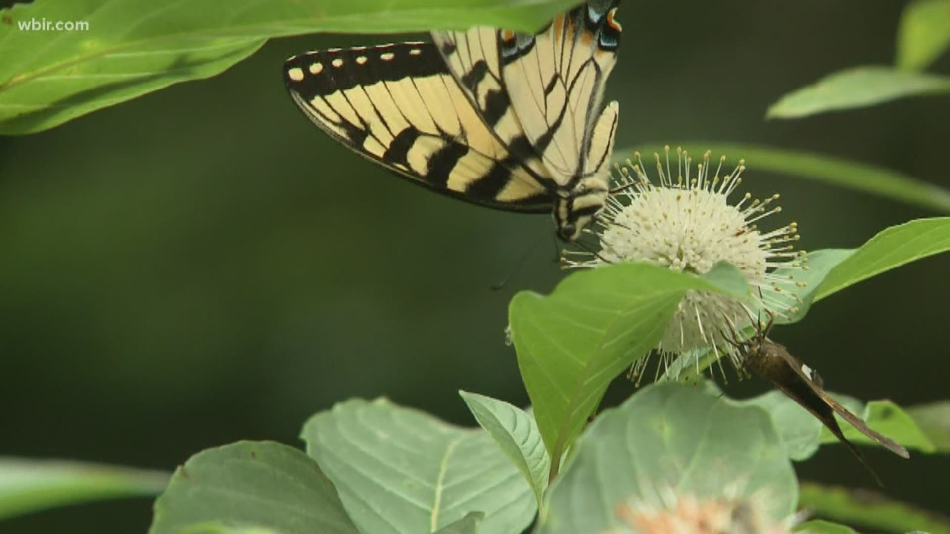 The UT Arboretum and UT Arboretum Society will host the annual Butterfly Festival on Saturday, August 3, from 10 am until 1 pm (901 South Illinois Avenue, Oak Ridge, Tennessee). July 30, 2019-4pm.