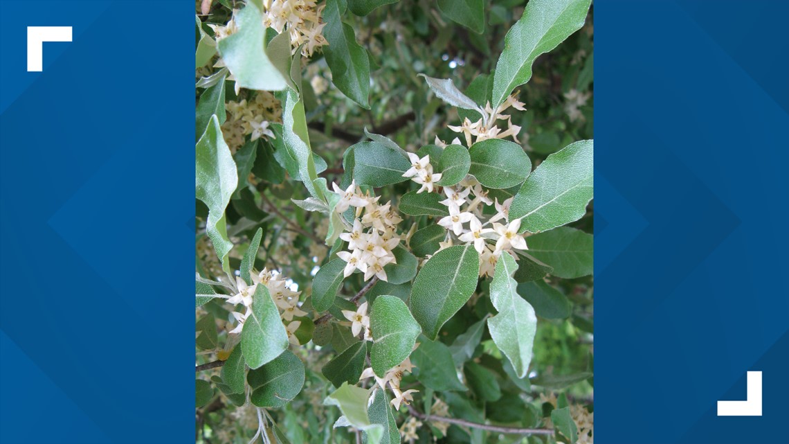 TWRA partners to stop spread of Autumn Olive in abandoned area - Vimarsana News