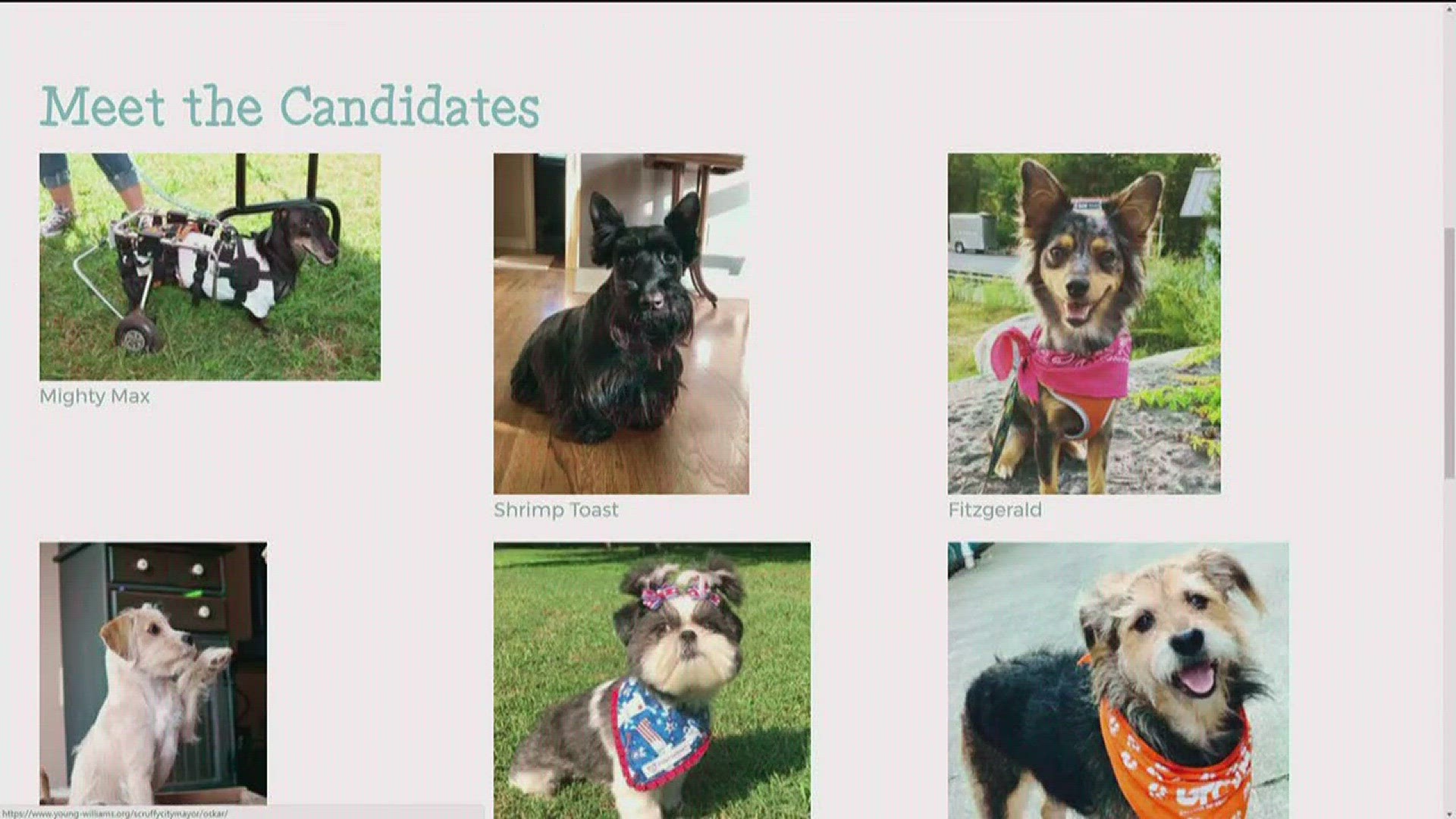 Young-Williams Animal Center is gearing up for the Scruffy City mayoral primary.