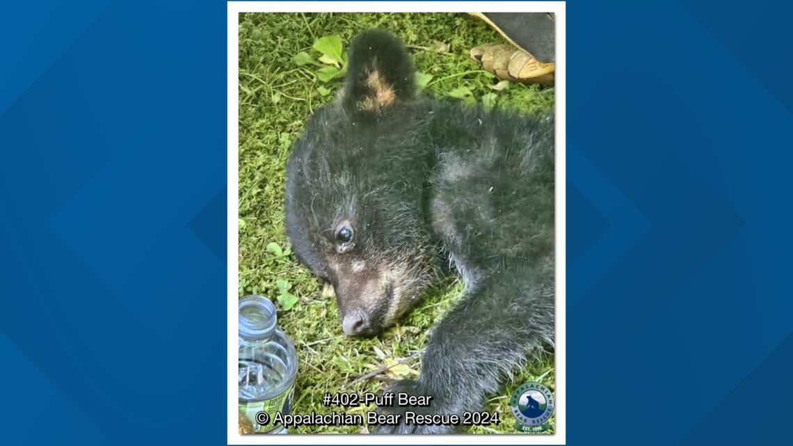 Appalachian Bear Rescue asking for donations for injured bear cub