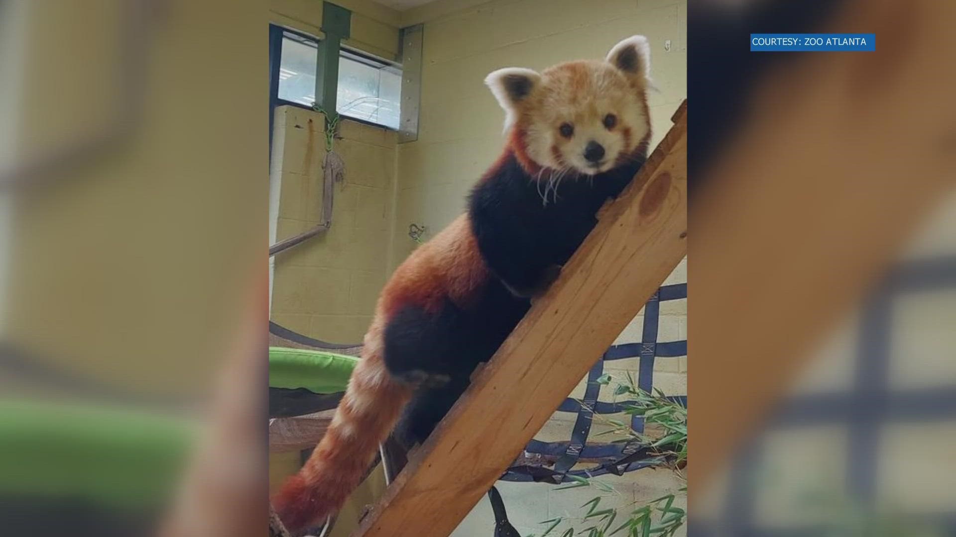 Zoo Knoxville swapped two red panda sisters for a 5-year-old boy red panda in Atlanta. It's all to help conserve and protect the endangered species.