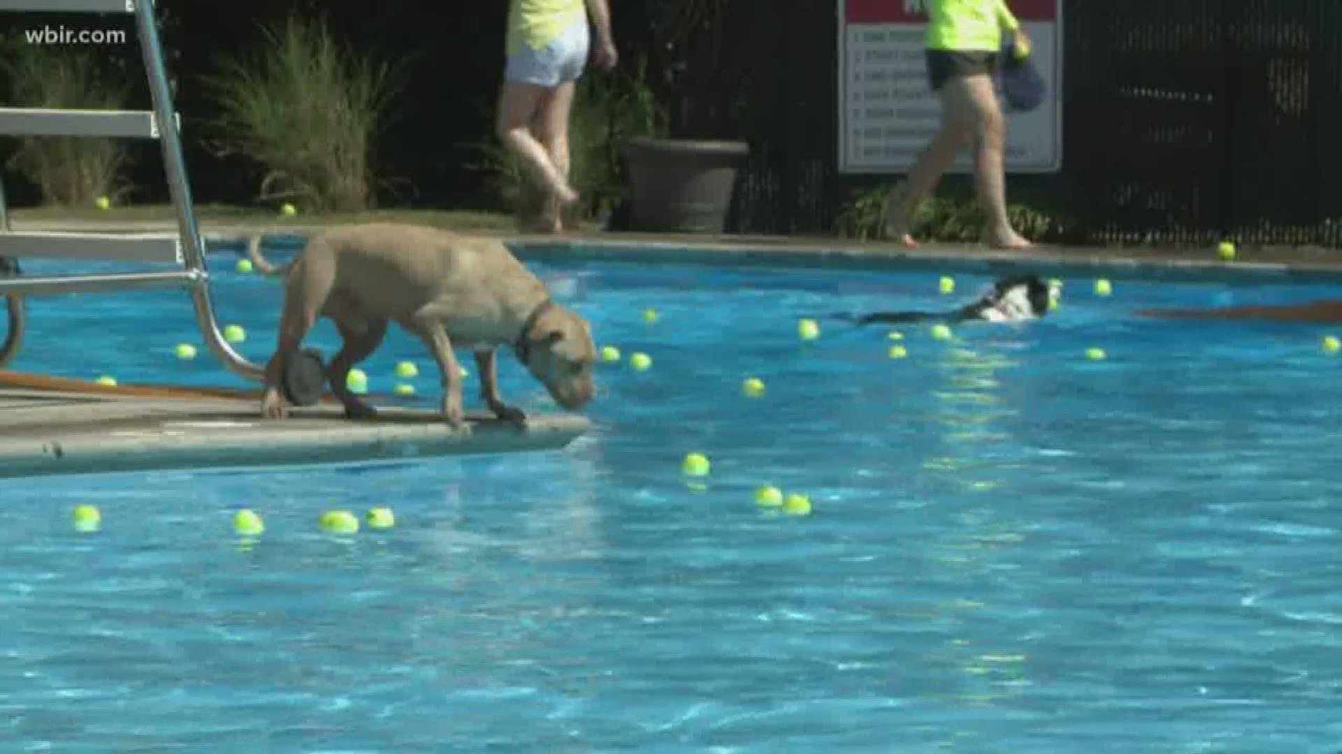 Pool season for humans might have wrapped up on Labor Day, but on Sunday, it was the doggos' turn.