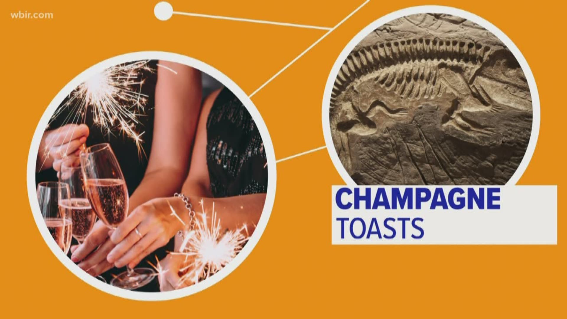 Looking at the connection between prehistoric animals and modern champagne toasts!