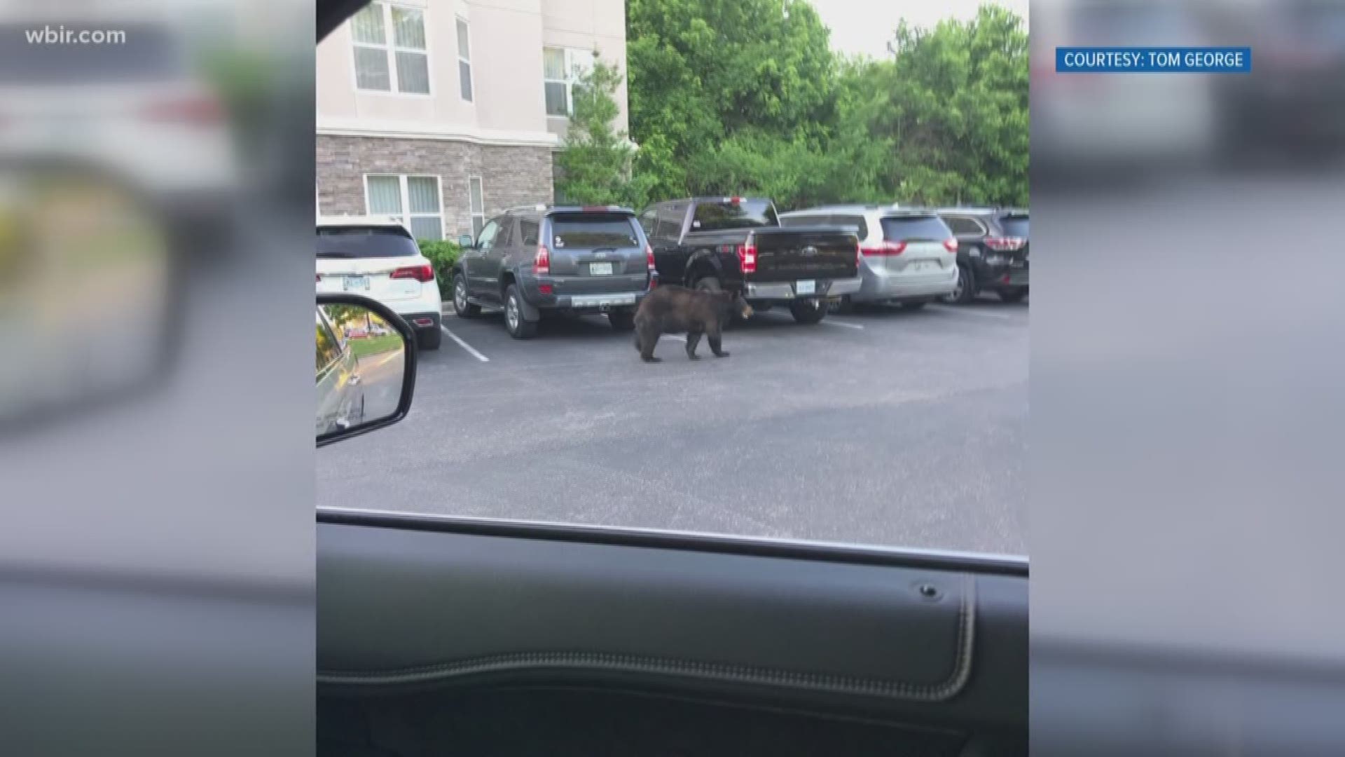 Tom George took this picture at the Homewood Suites on Turkey Drive. He says it freaked him out since there aren't bears where he lives in Florida.