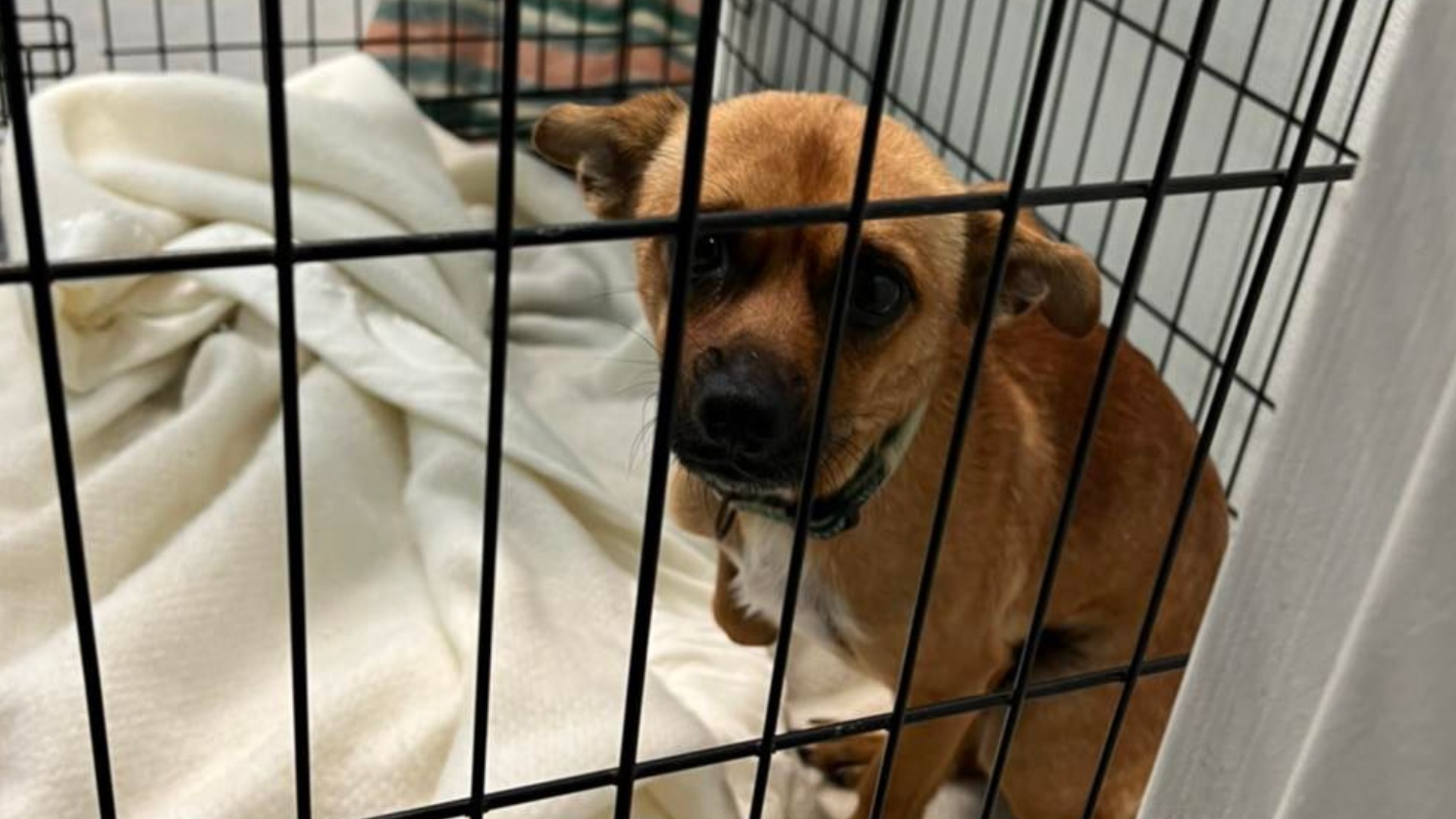 Last week the center said things "had never been this bad" after it had exceeded capacity, saying it took in more than 40 animals after the shelter was already full.