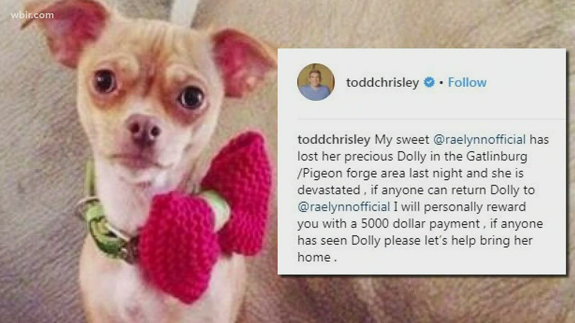 The chihuahua named Dolly ran off on New Year's while she was performing in Pigeon Forge.