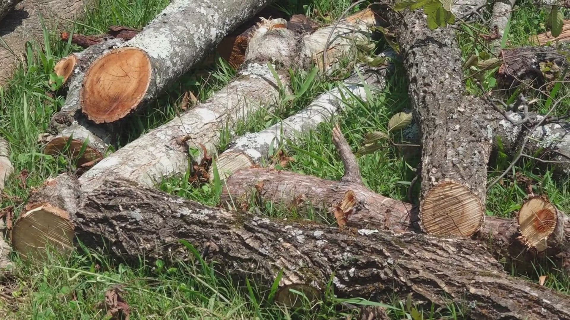 Knox County will offer a free, one-time assistance program to help remove green waste in response to the recent tornado.