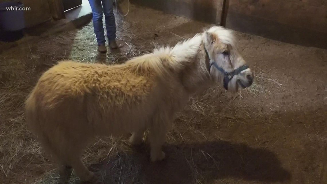 Horse Haven rescues blind mini horse