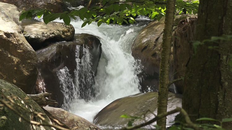 GSMNP: Ramsey Cascades Trail now open on weekends, federal holidays