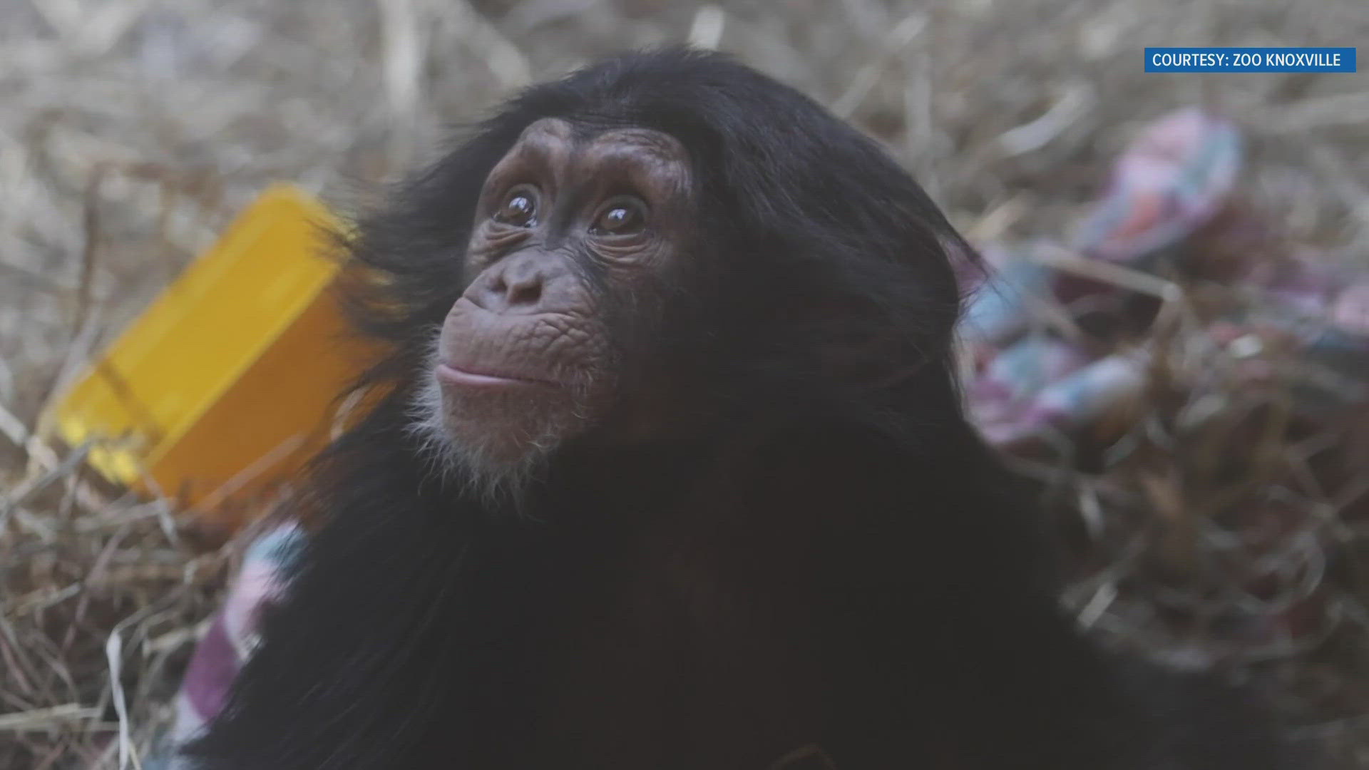 The zoo will bring out volunteer ASL students who will interpret some chats with animal keepers.