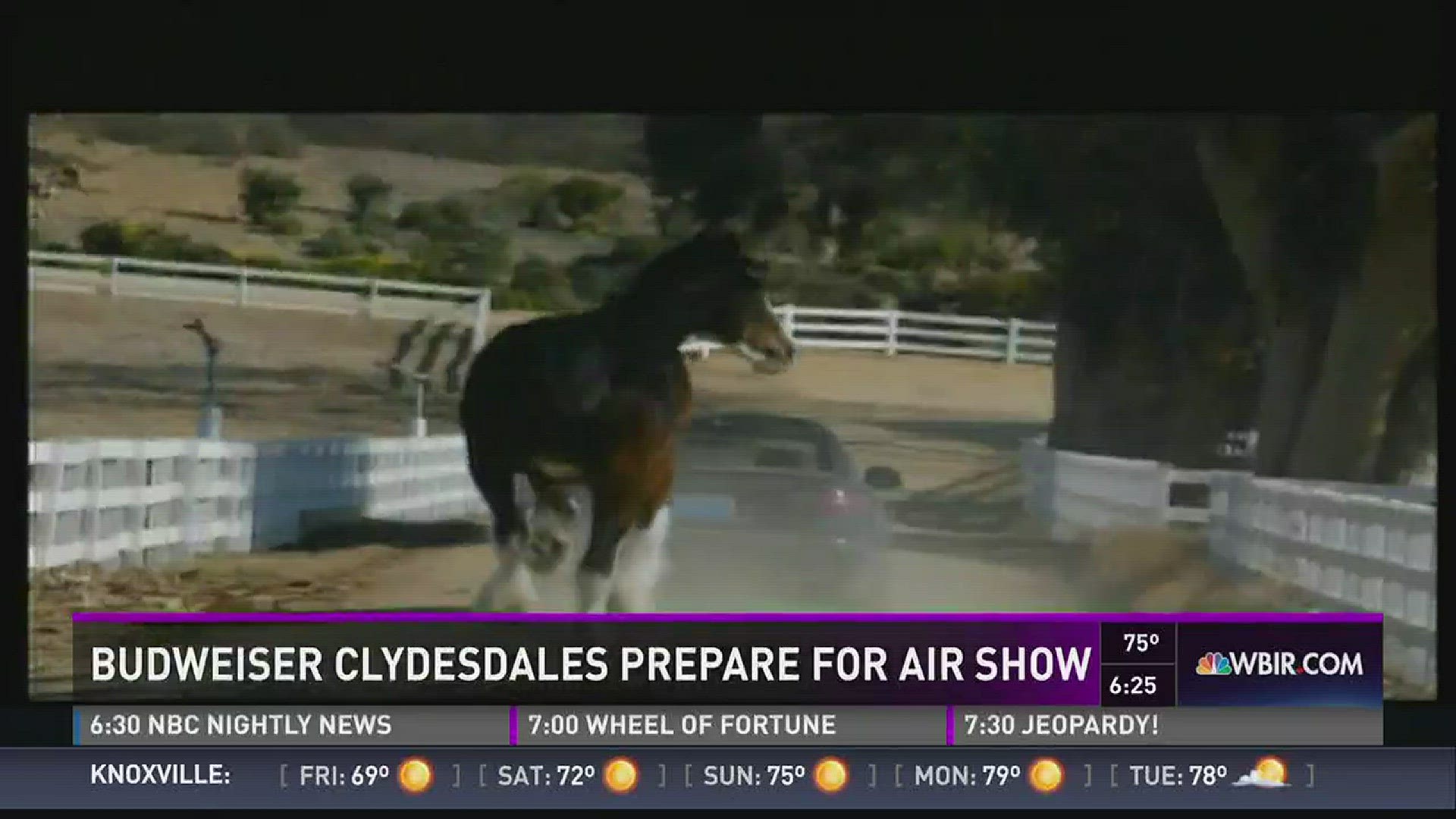 How the Budweiser Clydesdales prepare for their big day at Busch