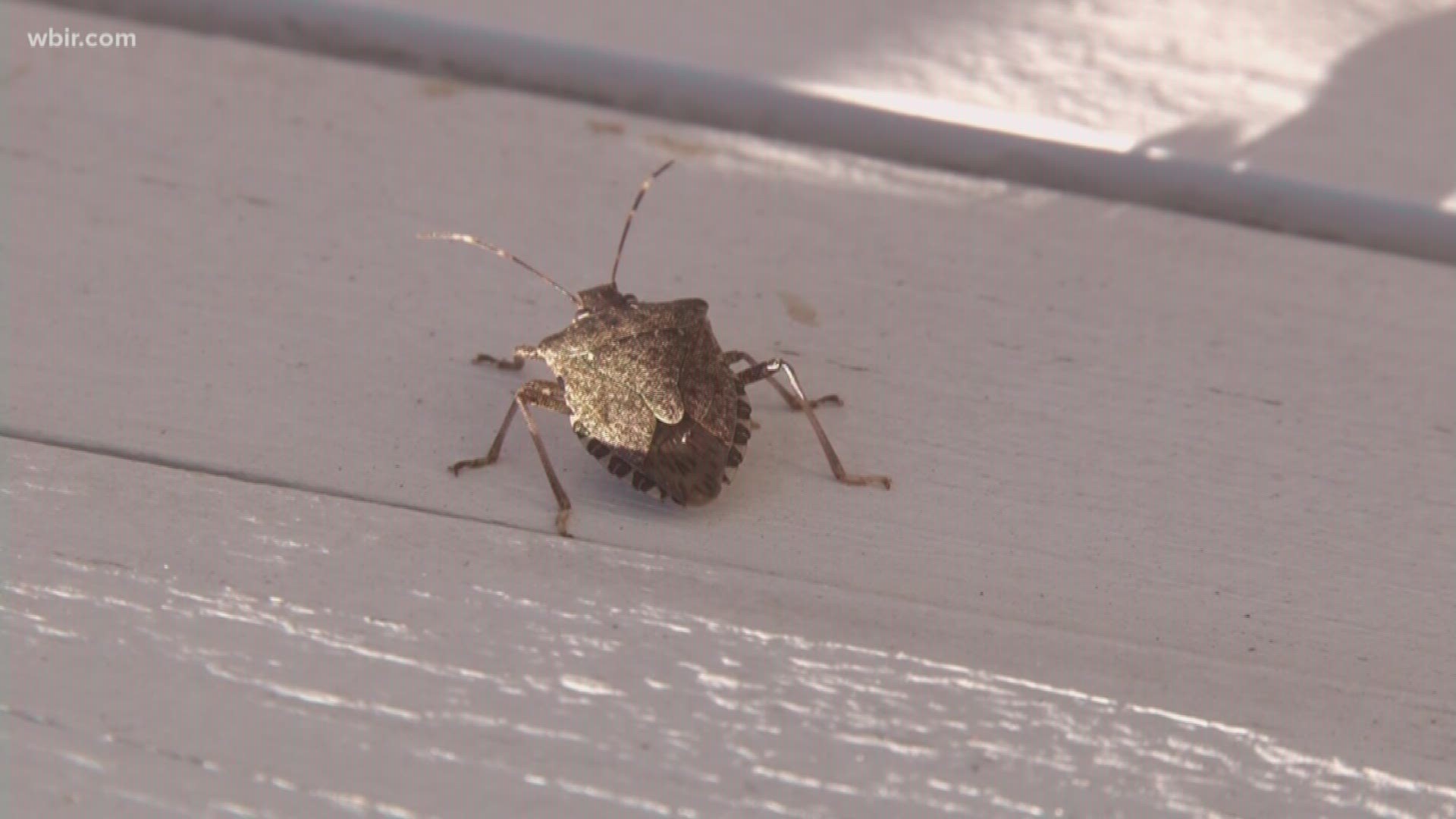 Neal Denton shares some advice treating stink bugs.Oct. 11, 2017-4pm