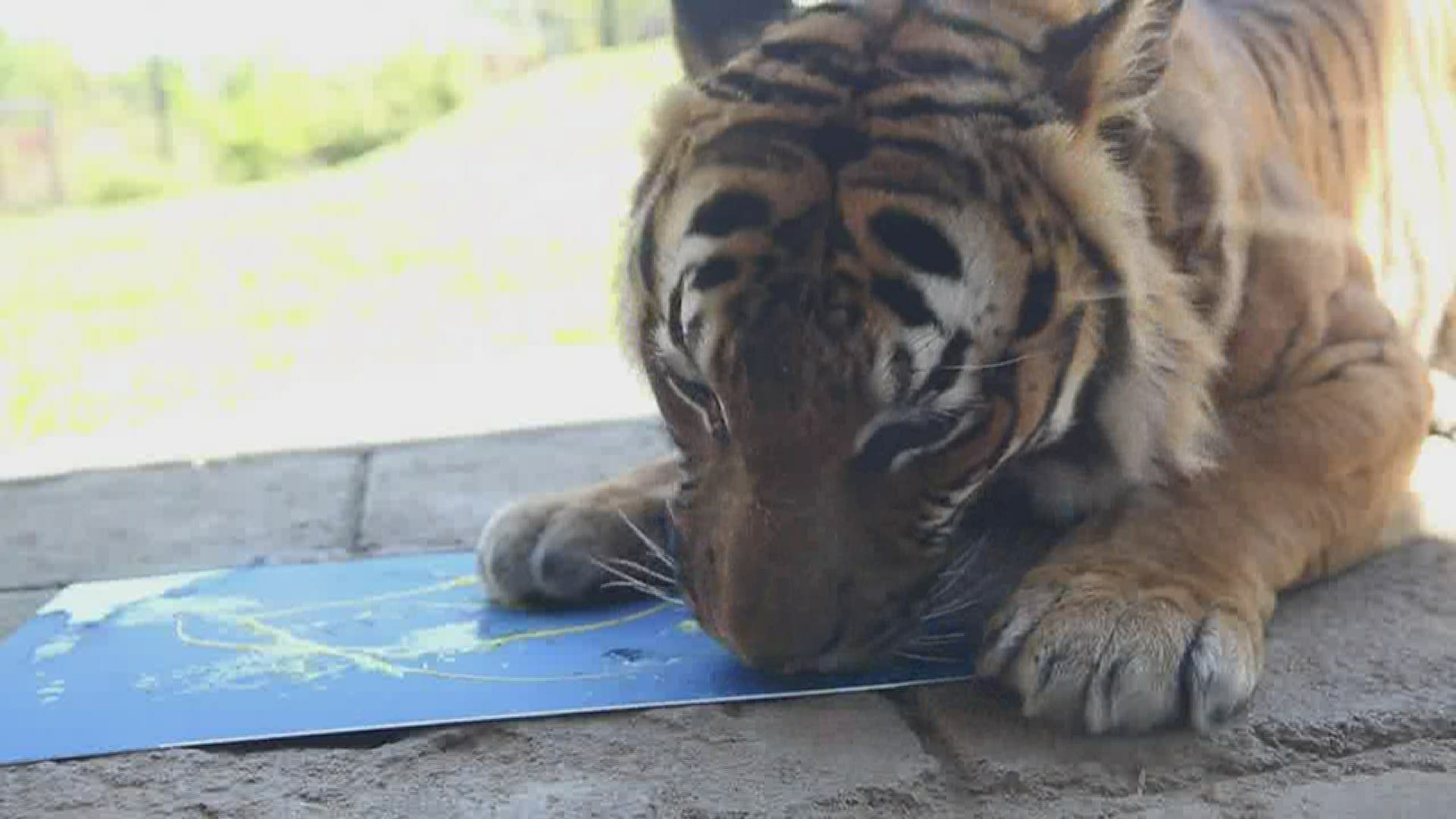 A look at how Zoo Knoxville engages with their tigers to get some works of art. April 21, 2020-4pm.