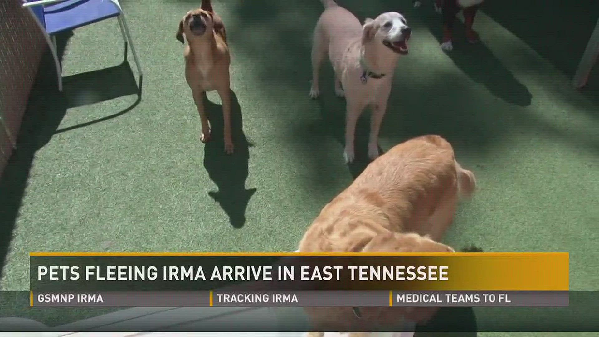 As thousands flee from the path of Hurricane Irma, animal centers in East Tennessee prepare for animals to arrive.