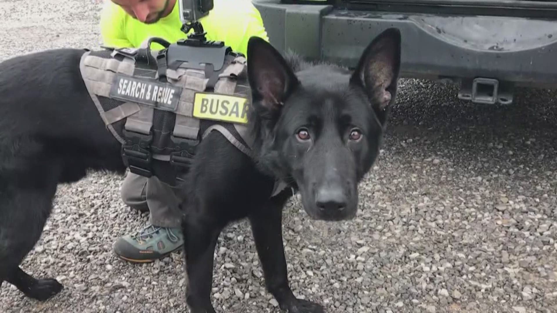Only one K-9 is allowed to regularly train and deploy in the Great Smoky Mountains. His name is Kato!
